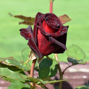Ruža čajevke - Ruža - Black Baccara® - 